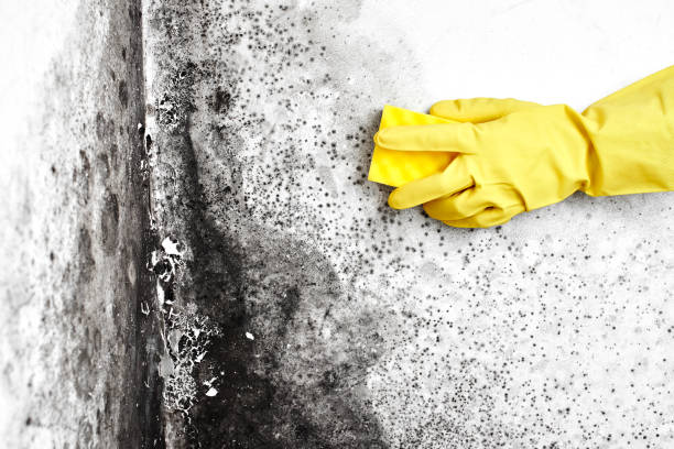 Trusted Wollochet, WA Mold Remediation Experts