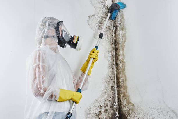 Best Basement Mold Remediation in Wollochet, WA