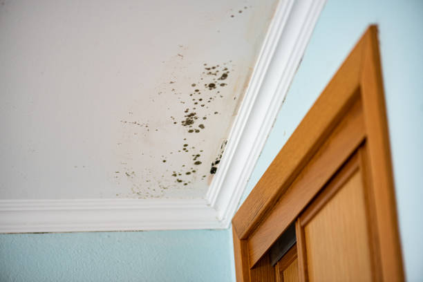 Best Residential Mold Remediation in Wollochet, WA