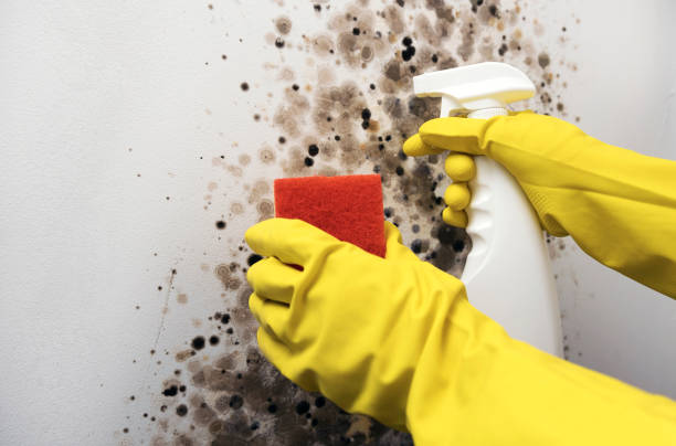 Best Industrial Mold Remediation in Wollochet, WA