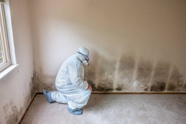 Best Crawl Space Mold Remediation in Wollochet, WA