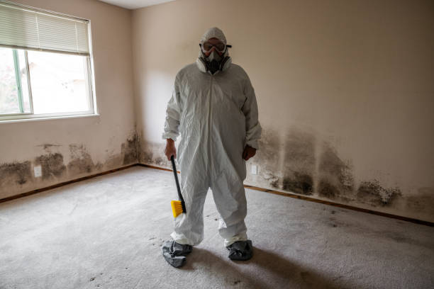 Best Black Mold Remediation in Wollochet, WA