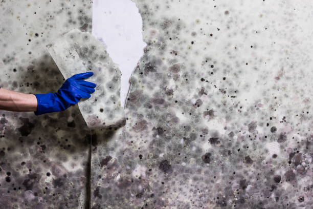 Best Localized Mold Remediation (e.g., coastal areas, humid climates) in Wollochet, WA