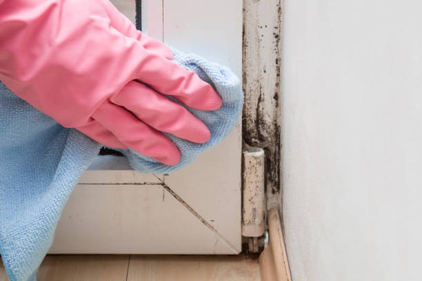 Professional Mold Remediation in Wollochet, WA